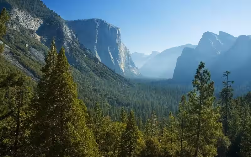 bosques_en_california_usa