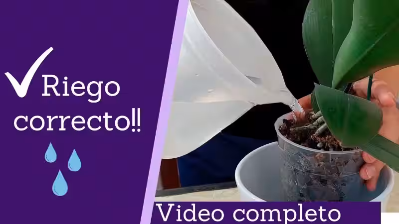 cada_cuanto_regar_una_orquidea