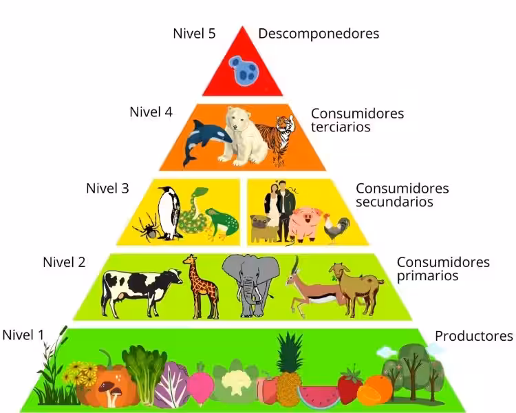 cadena_alimenticia