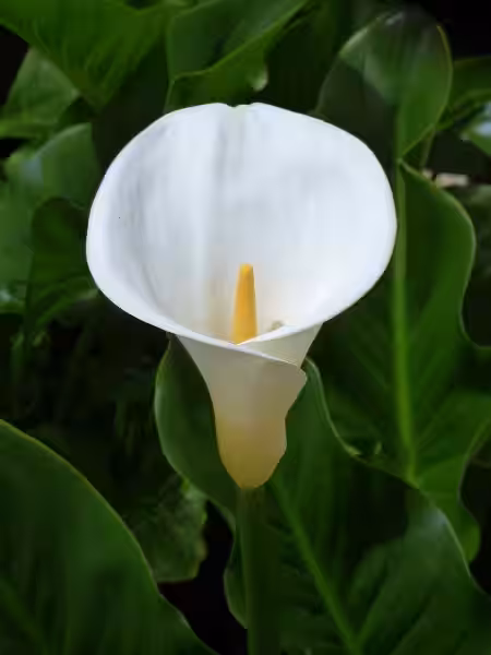 cala_flor