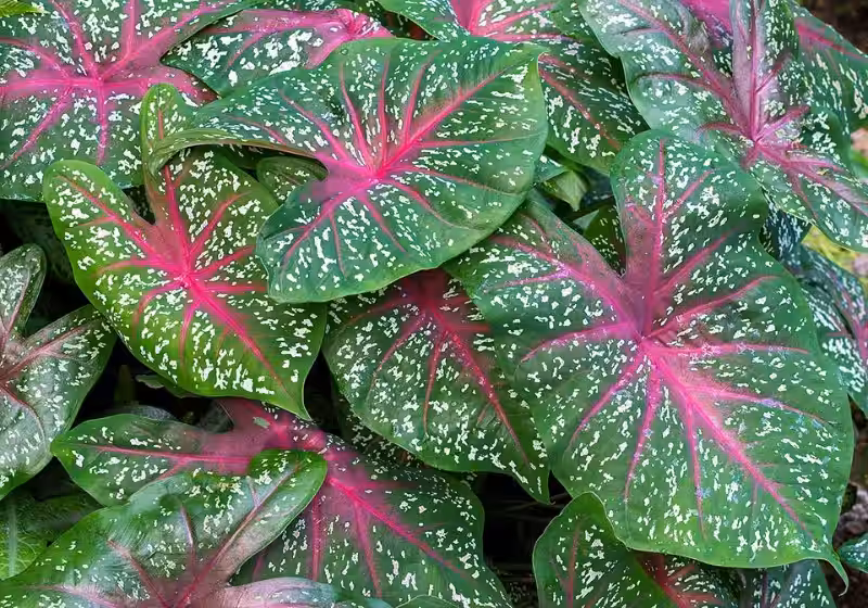 caladium_bicolor
