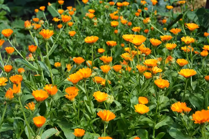 calendula_officinalis