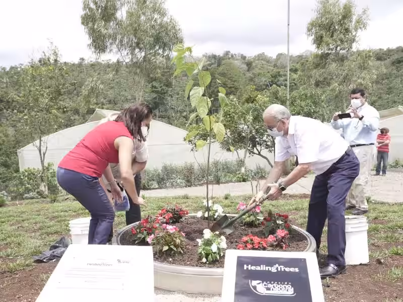 carlos_decidio_plantar_un_arbol