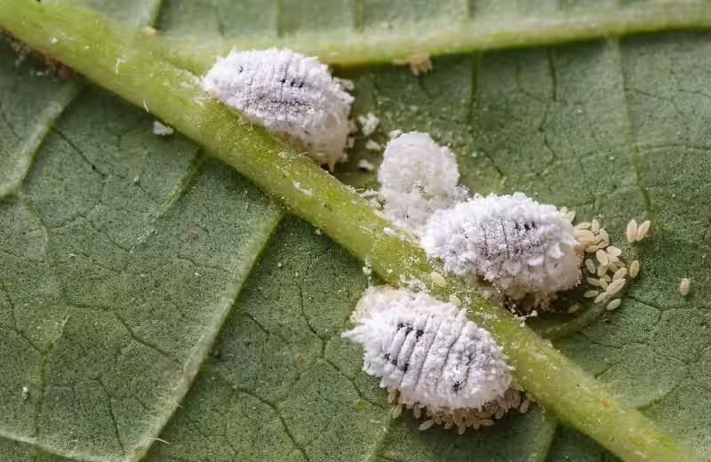 cochinilla_plantas