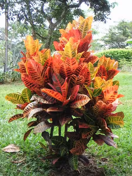 codiaeum_variegatum