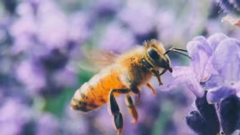 como_alejar_a_las_abejas