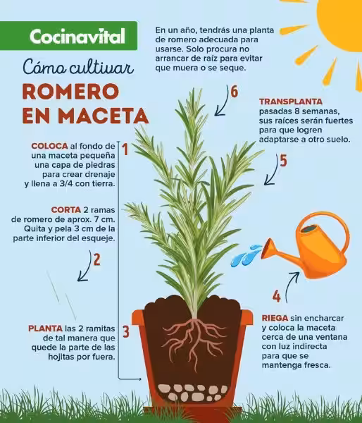 como_cuidar_el_romero_en_maceta