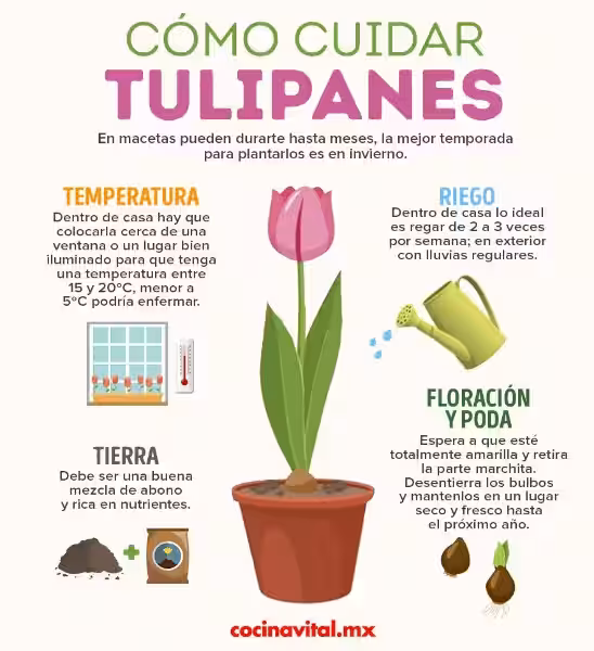 como_cuidar_tulipanes_en_maceta