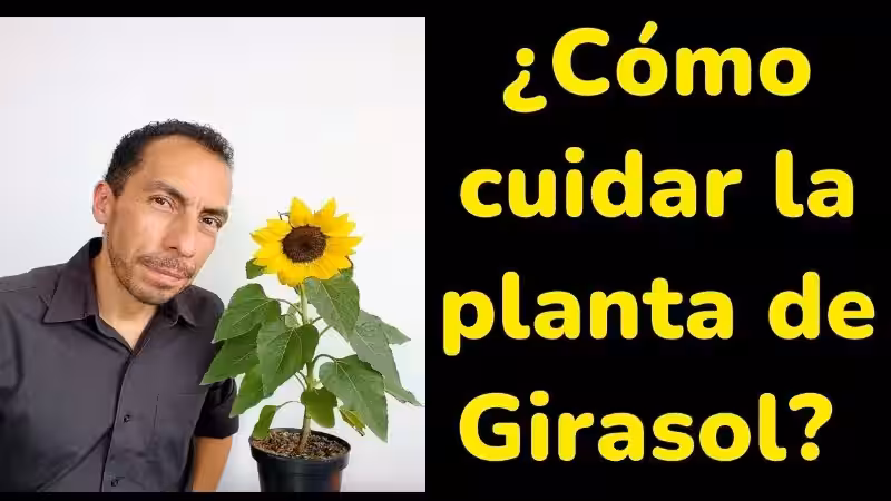 como_cuidar_un_girasol_pequeno