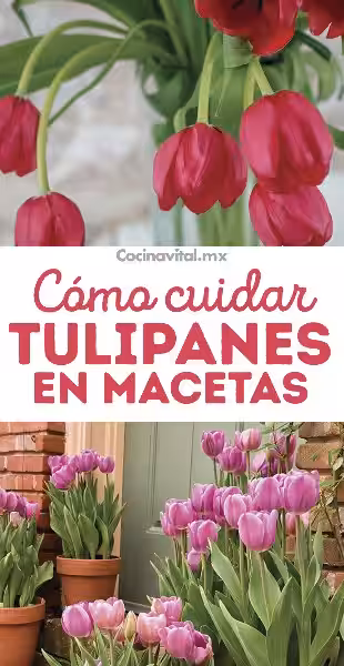 como_cuidar_un_tulipan_en_maceta