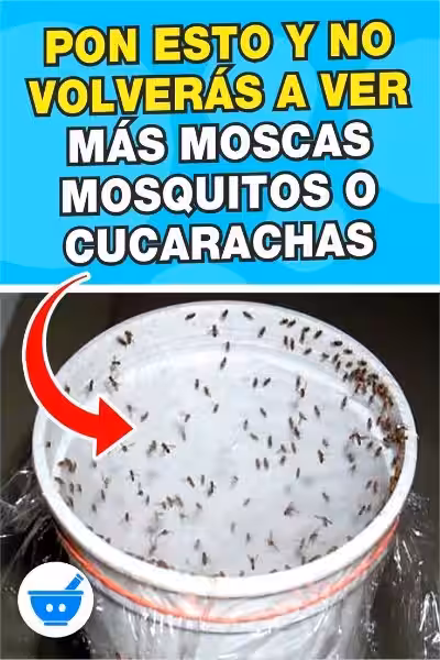 como_eliminar_mosquitos_pequenos_en_casa