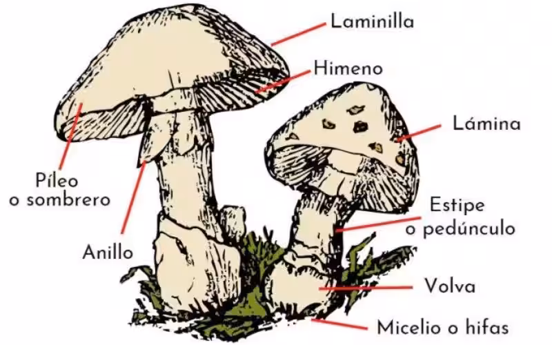 como_obtienen_su_alimento_los_hongos