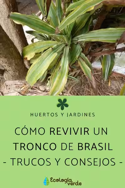 como_revivir_un_palo_de_brasil