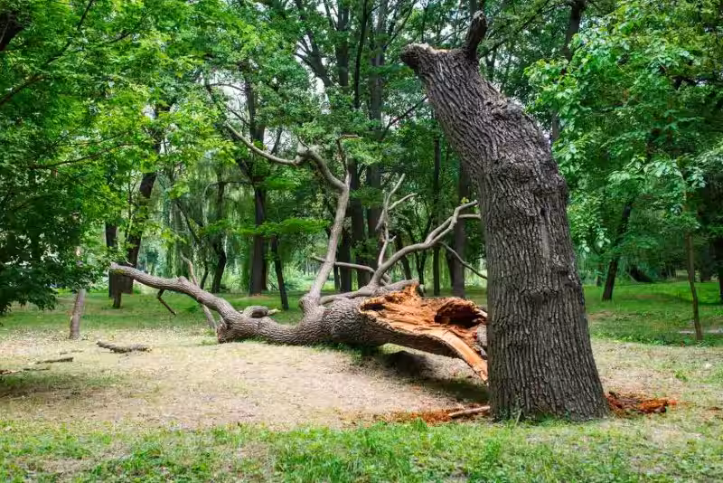 como_saber_si_un_arbol_esta_muerto