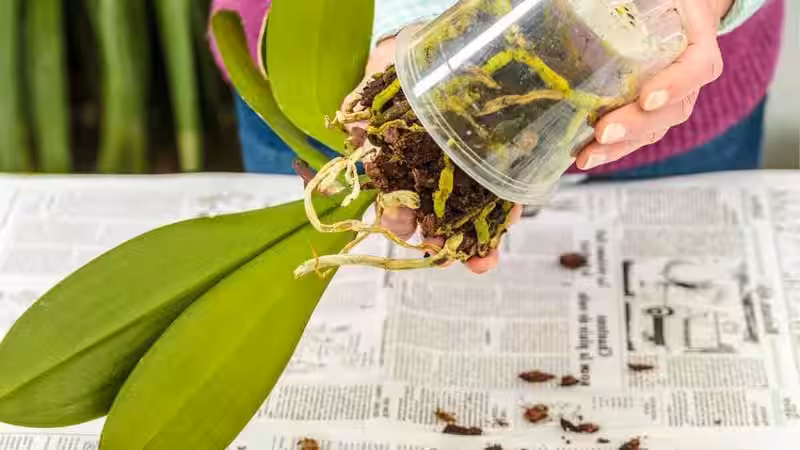 como_salvar_una_orquidea
