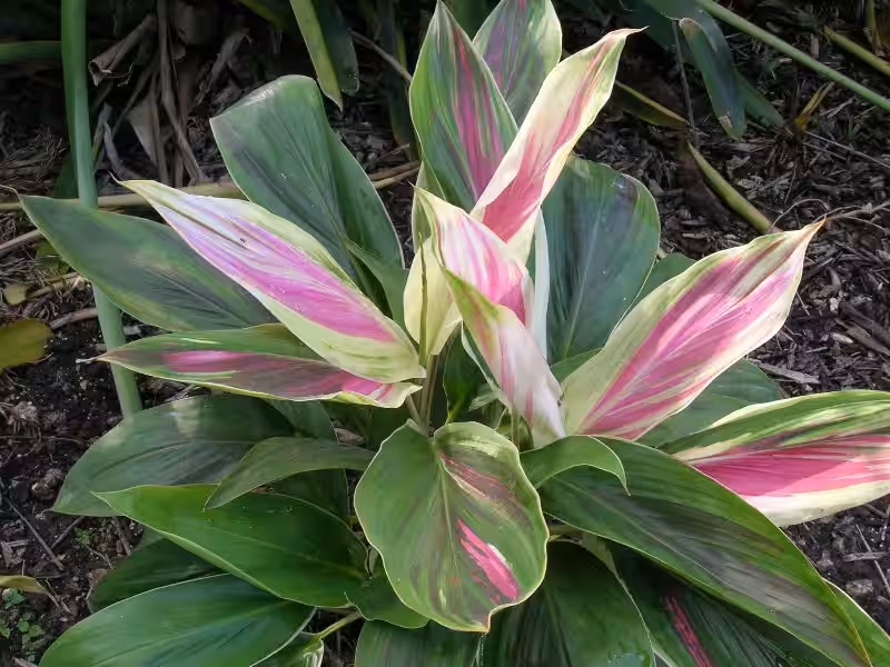 cordyline_terminalis