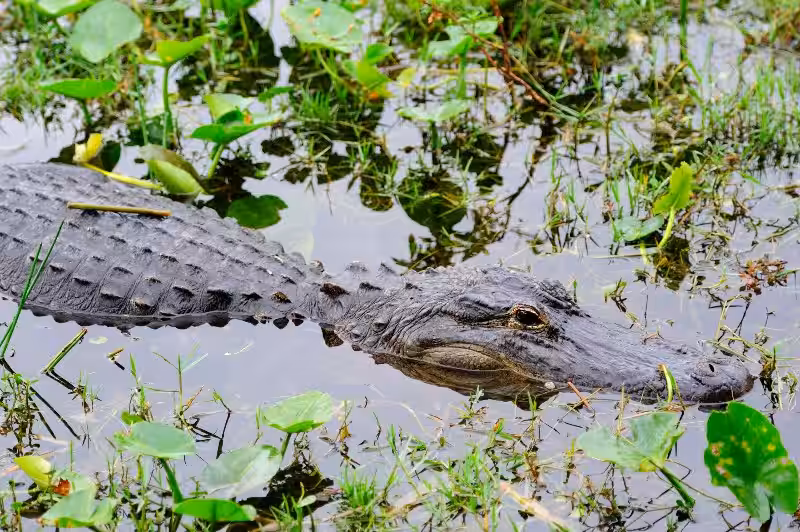 crocodiles_bacalar