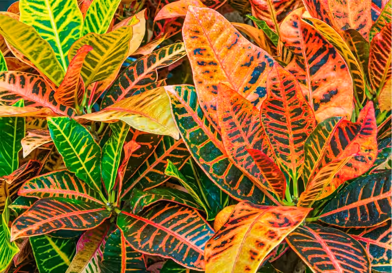 croton_plant