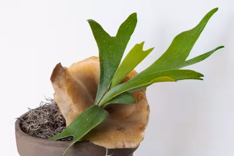 cuerno_de_alce_planta
