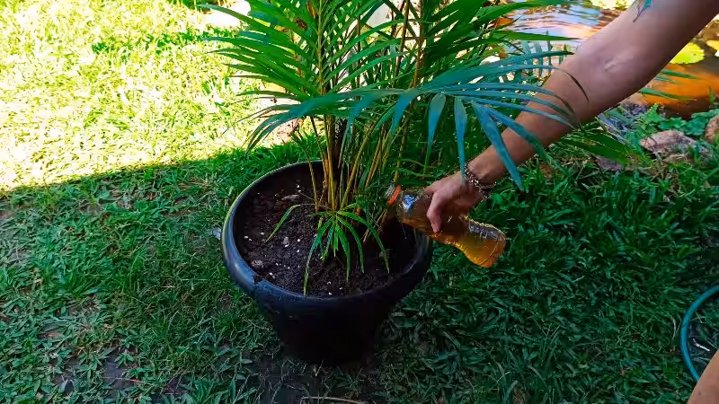 cuidados_de_palma_areca