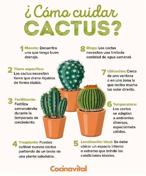 cuidados_de_un_cactus