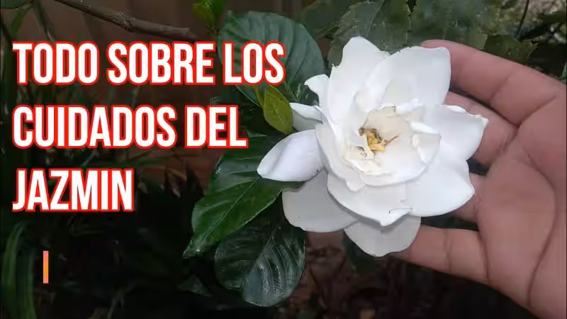 cuidados_del_jazmin