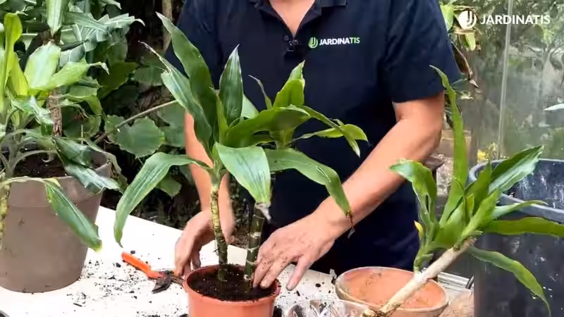 cuidados_del_tronco_de_brasil