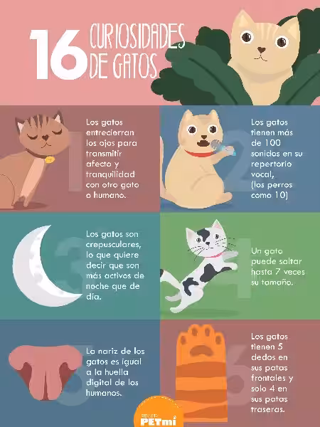 datos_curiosos_del_gato
