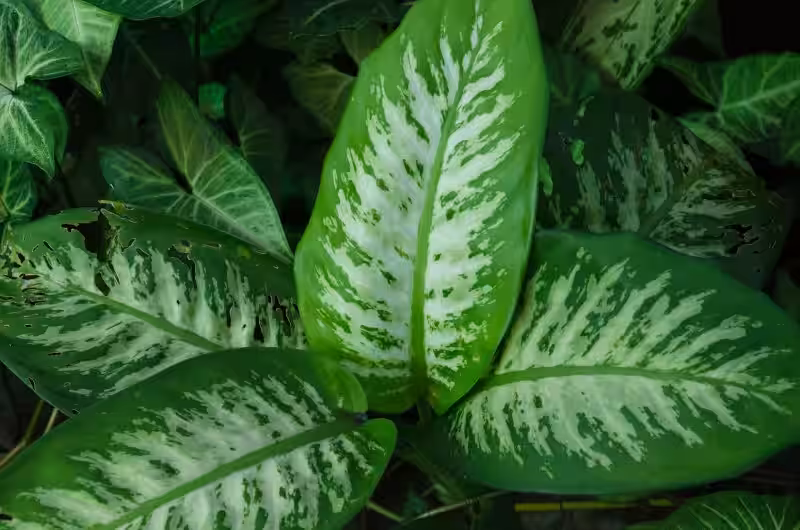 dieffenbachia_seguine