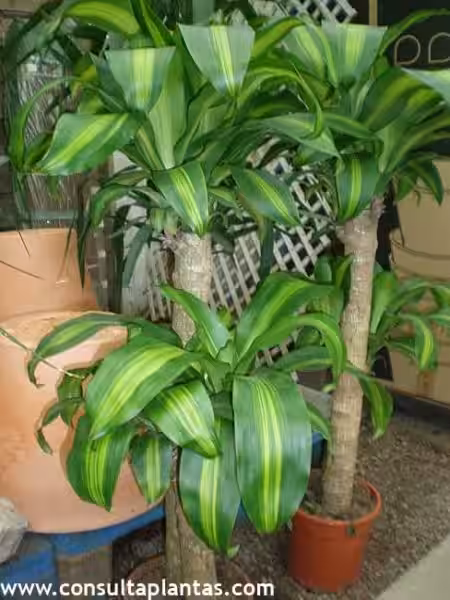 dracaena_fragrans_cuidados