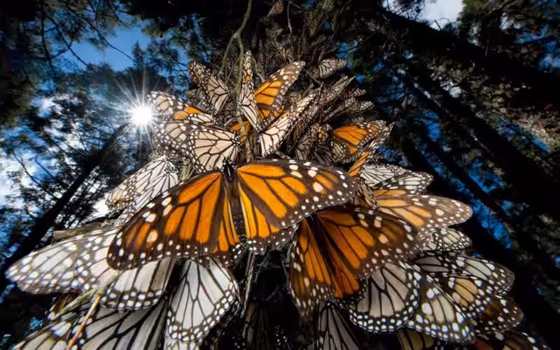 el_rosario_mariposa_monarca
