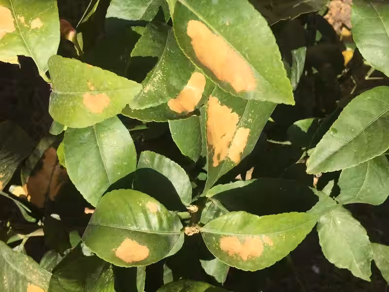 enfermedades_del_limonero