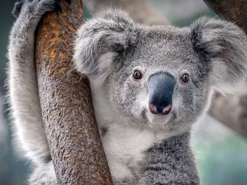 fauna_de_australia