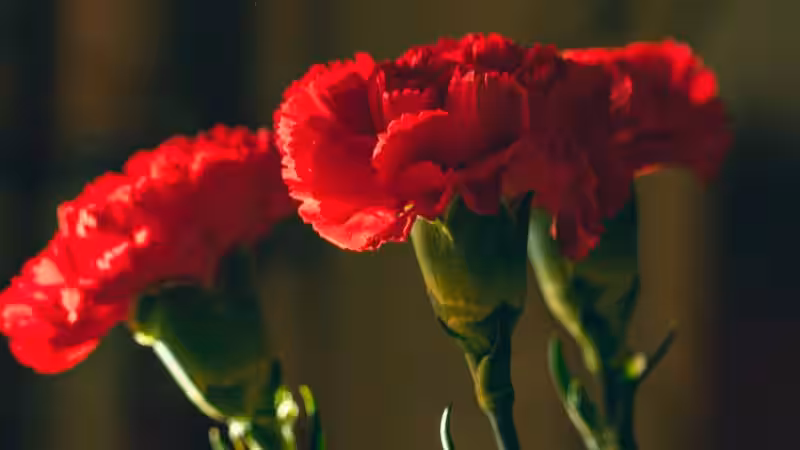 flor_espanola