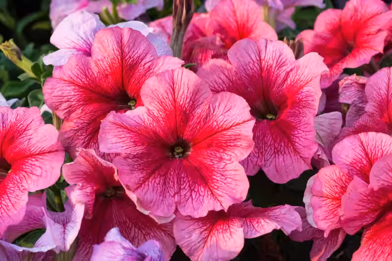 flor_petunia
