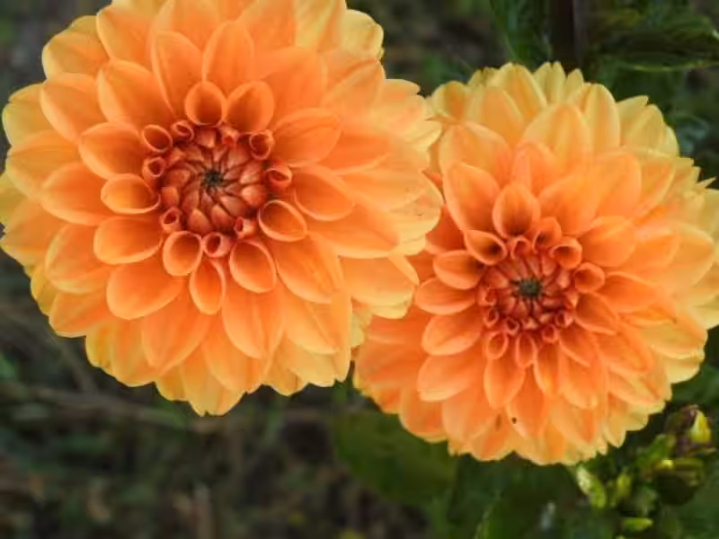 flores_grandes