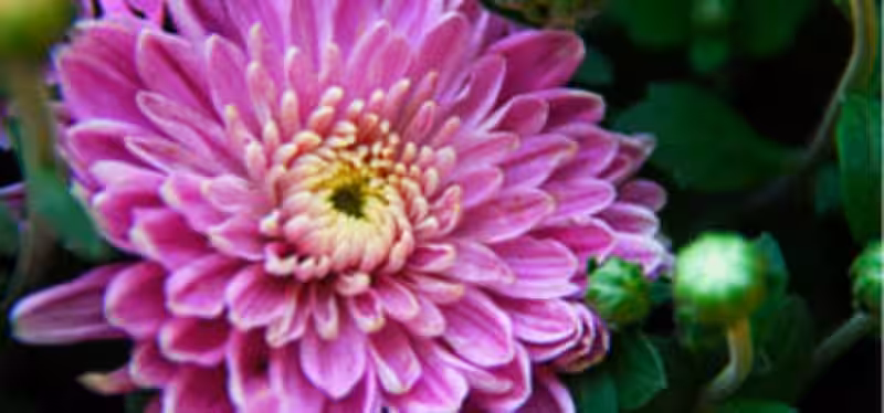 flores_que_duran_mucho