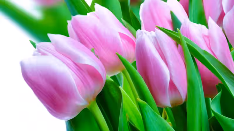 flores_rosada