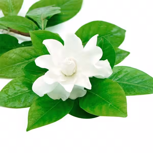 gardenia_natural