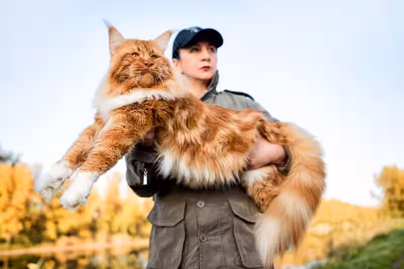 gatos_gigantes