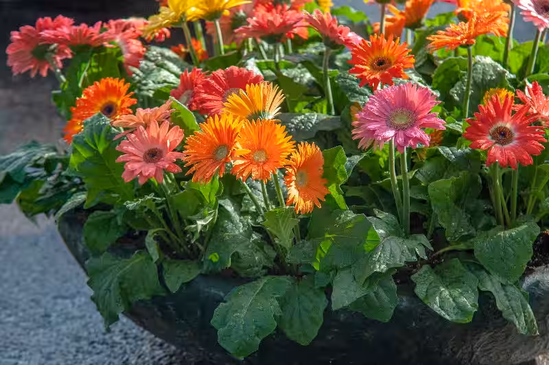 gerbera_flower