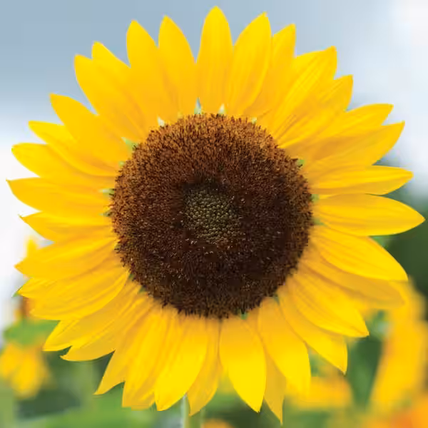 girasol_full_sun
