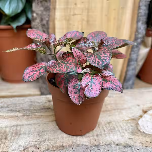 hypoestes_phyllostachya