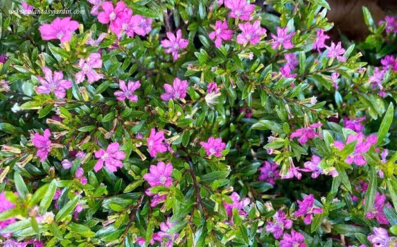 hyssopifolia