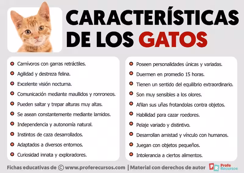 informacion_de_gatos