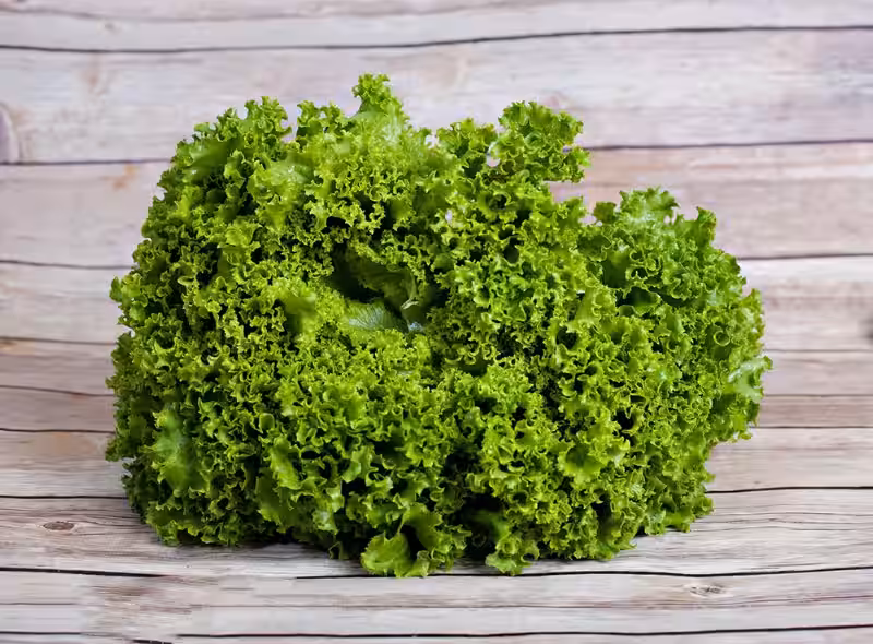 lechuga_escarola