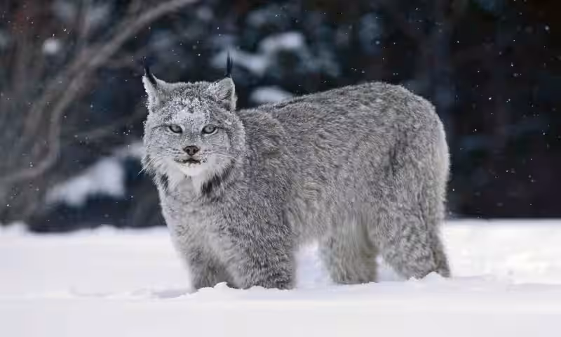 lince_canadiense