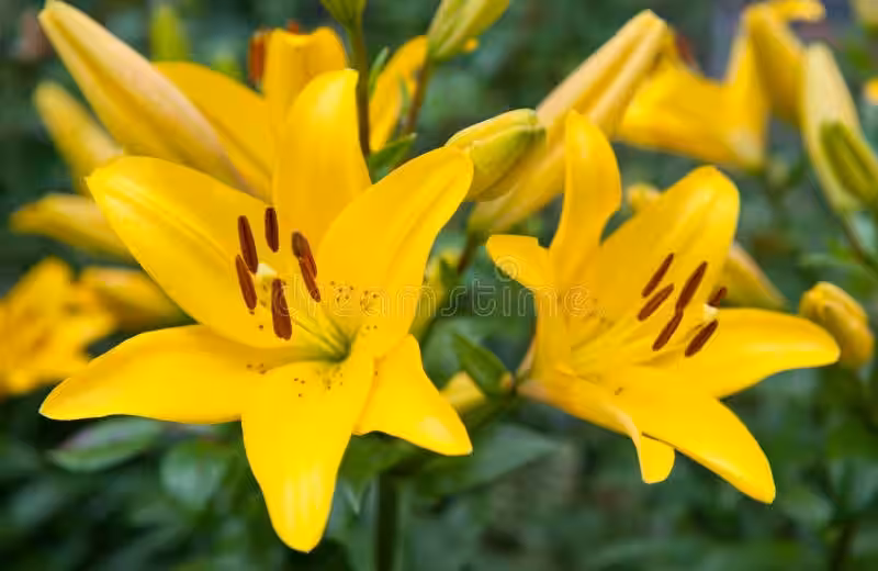 lirio_amarillo