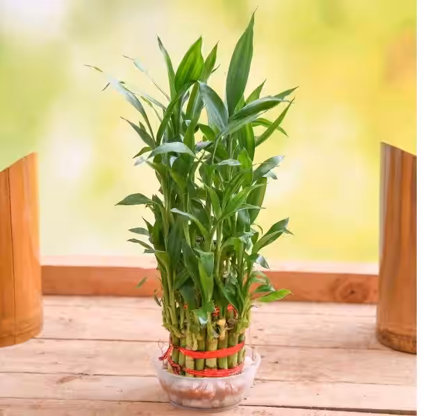 lucky_bamboo