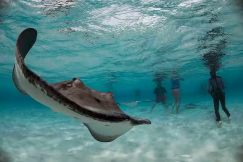 mantarraya_cozumel